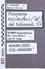 Etikett zu Melanoxanthus aurantiacus (Candèze, 1893)